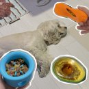 강아지 실내활동 추천 | 슬로우식기 &amp; 노즈워크 장난감 리뷰