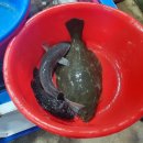 죽도회타운 이미지