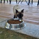 묘랑나랑 이미지