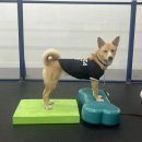 엔젤짐 반려견 아카데미 이미지