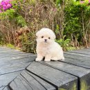 블리독(동대문장안점) 이미지