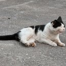 일리그루밍 이미지