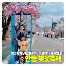 현대스파밸리 | 2026 안동 벚꽃축제 후기｜포토존, 체리블룸 버블라운지, 주차 꿀팁까지 총정리