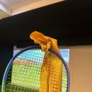 골프스타아카데미 이미지