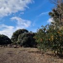 하루방비디오 이미지