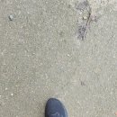 9/3(수)보라매공원&amp; 정원박람회 이미지