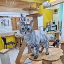 고양이호텔코자냥 이미지