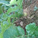 향수 농장 이미지