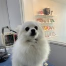 멍멍이 미장원 이미지