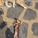 아벤티노의 농장 네이버블로그