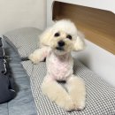 탱스땡스 네이버블로그