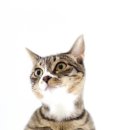 동물치과병원메이 이미지