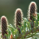 나무나무 이미지