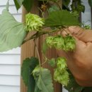 홉 호프 이미지