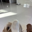 순이농장 | [과자] 2026.02.25 질마재농장 유기농쌀과자 강아지간식 떡뻥 후기