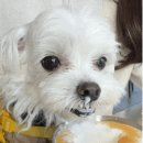 칠성목장 이미지