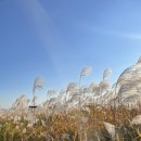 씨유보수중앙점 | 서울 억새축제 끝나고 가본 하늘공원 맹꽁이차 타는 곳