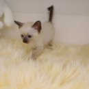 수원고양이분양 도레미캣 이미지