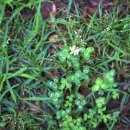 네잎클로버 이미지