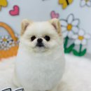 멍냥살롱 이미지