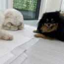뒹굴뒹굴고양이