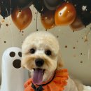 멜로우퍼피 이미지