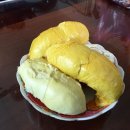 강원산아리체험농장 | 🏞️ 베트남 안장성 탐 롱 아저씨 두리안 농장 완벽 가이드 | 생태관광의 숨은 보석 2025