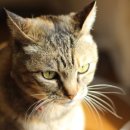 고양이 수염 이미지