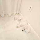 견생냥품 무인 24시 울산 매곡점 이미지