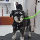 리치펫살롱 이미지