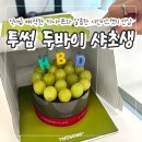 두썸 | 투썸플레이스 두바이케이크 샤인머스캣 초콜릿 생크림 두초생 샤초생 가격 칼로리 내돈내산 추천 후기