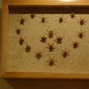 나무물고기 이미지