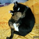 코지그루밍 이미지