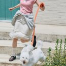 하즐리x고그린오브젝트 강아지샴푸 발매소식 알아봐요