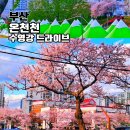 온천천일대5 | 부산 온천천 고분축제 수영강 벚꽃 드라이브 야경 후기