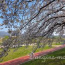 대청공원 놀이터 | 대전 근교 벚꽃 지금 가야 하는 곳 (4월 2일~3일 실시간 후기)