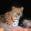 표범 Panthera pardus orientalis 이미지