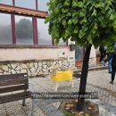 (주)소프렌드 | 2025 산티아고 순례길 : 만실라 데 라스 물라스(Mansilla de las Mulas) → 레온(Leon)