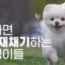 귀여워, 댕댕이 이미지