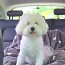 곱디곱개 이미지