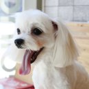 두산동물병원 이미지