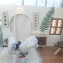 꼬리살랑 이미지