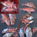 부산 배낚시 해운대 선상낚시 심해 홍우럭 참우럭 홍감펭 이미지