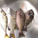 한작대기 이미지