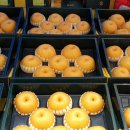 배한농장 이미지