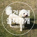 놀다가개 | 포항 애견 카페 추천 놀다가개 내돈내산 방문후기