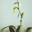 로렌시아 이미지