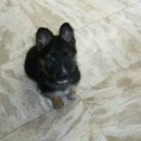 셰퍼트 분양 이미지