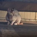 오산대원초등학교 이미지