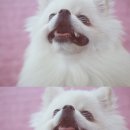루이네 집 이미지